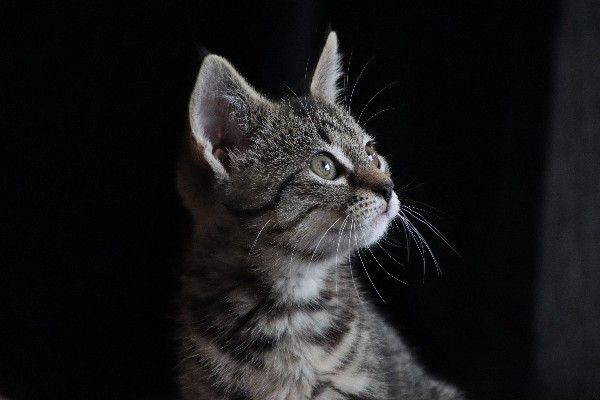 Close-up of a grey tabby kitten against a dark background