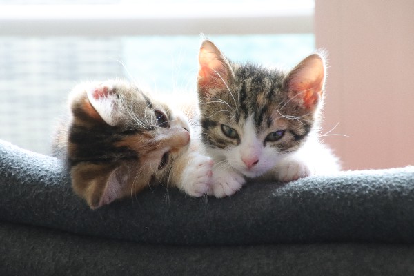 'Hey sis, wanna play?' - tricolor kittens on a pile of blankets