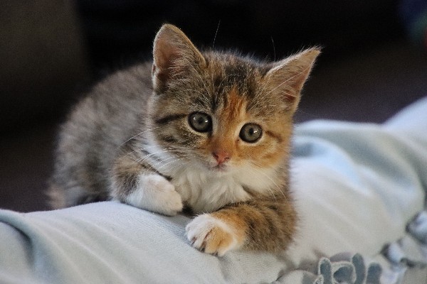 Cute tricolor tabby kitten