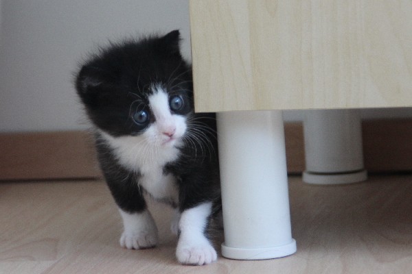 Black-and-white kitten looking around the leg of an IKEA cabinet