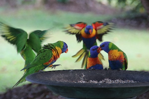 Lorikeets on birdfeeder - Queensland, Australia