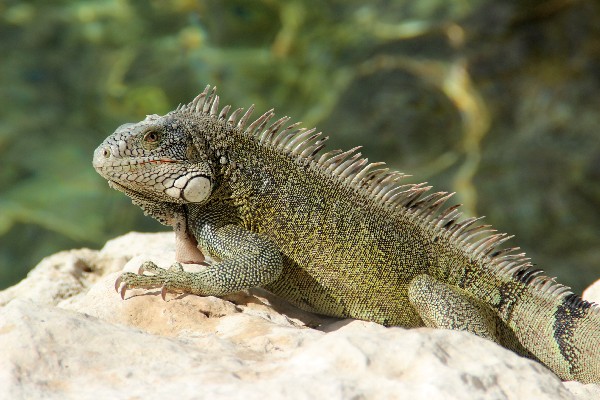 Iguana in the sun on a rock - Curaçao