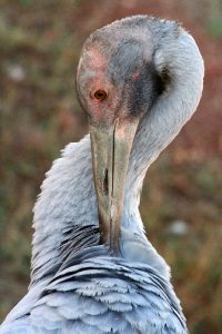 Close-up of a Brolga - Queensland, Australia