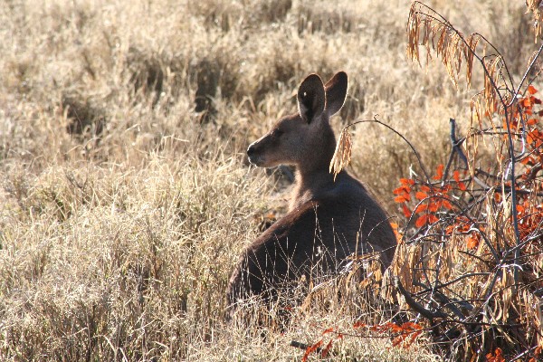 Wallaby hiding in high grass at sunrise - Queensland, Australia