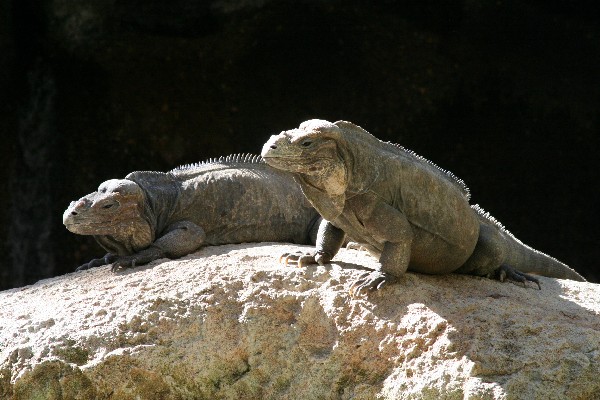 Rhinoceros Iguana's on a rock - Australia Zoo, Queensland, Australia