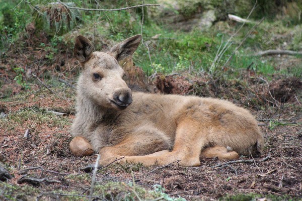 Moose calf lying down in the forest - Sweden