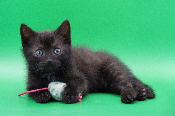 Black kitten with toy against a green background