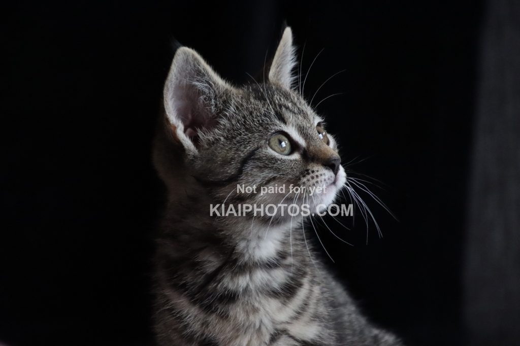 Close-up of a grey tabby kitten against a dark background