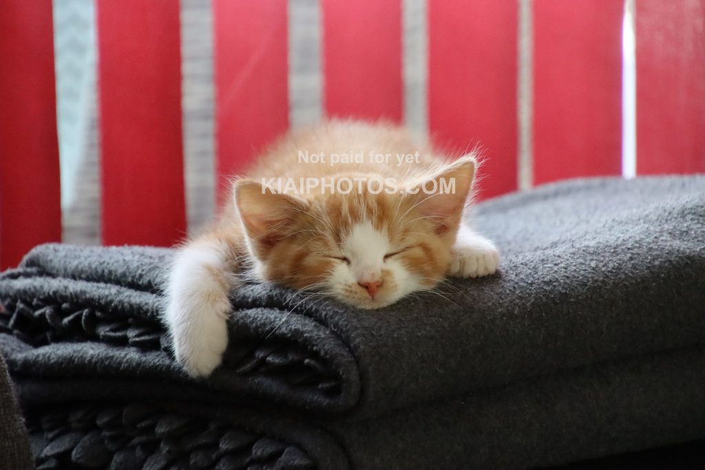 Ginger-and-white kitten sleeping on a pile of blankets