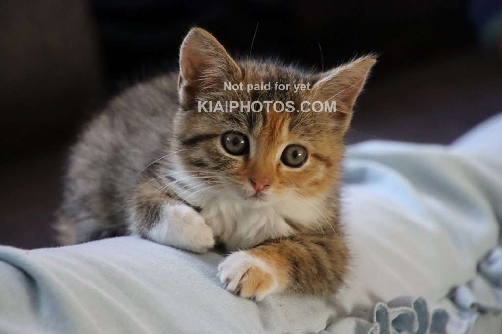 Cute tricolor calico tabby kitten