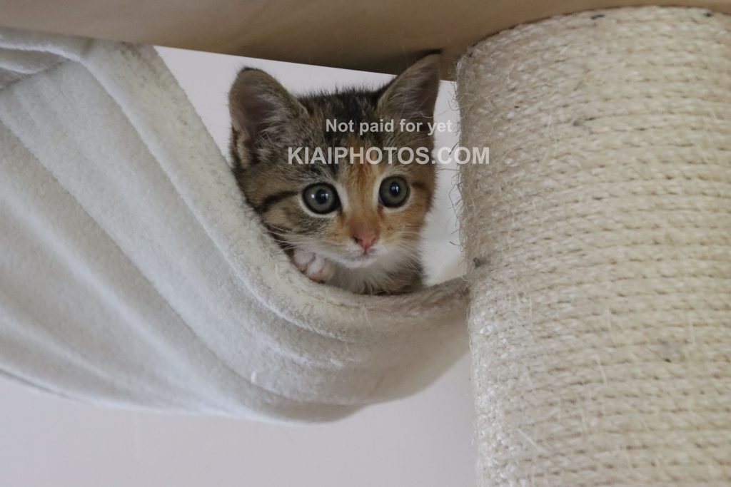 Tricolor tabby calico kitten in a hammock