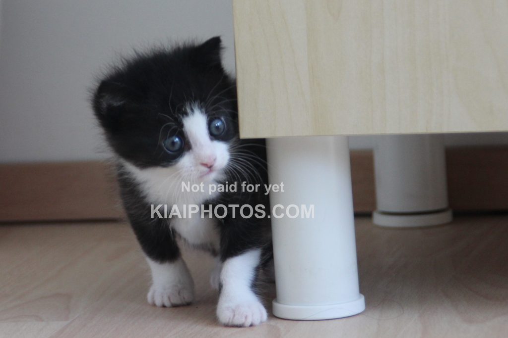 Black-and-white kitten looking around the leg of an IKEA cabinet