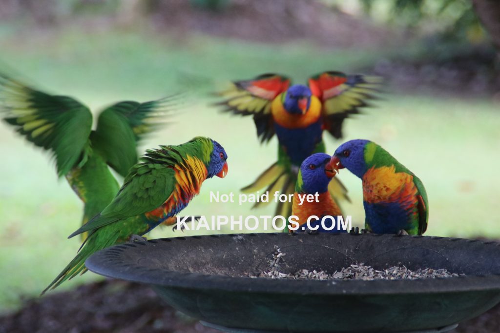 Lorikeets on birdfeeder, Queensland, Australia