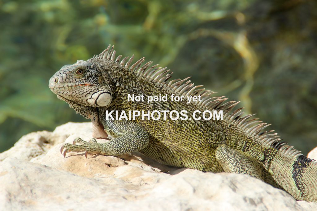 Iguana in the sun on a rock - Curaçao