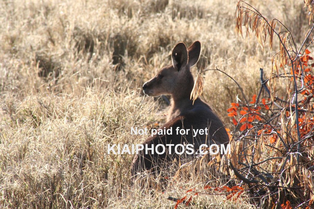 Wallaby hiding in high grass at sunrise - Queensland, Australia