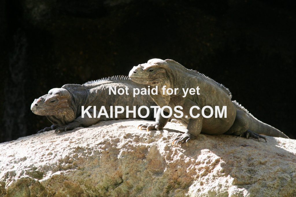 Rhinoceros Iguana's on a rock - Australia Zoo, Queensland, Australia