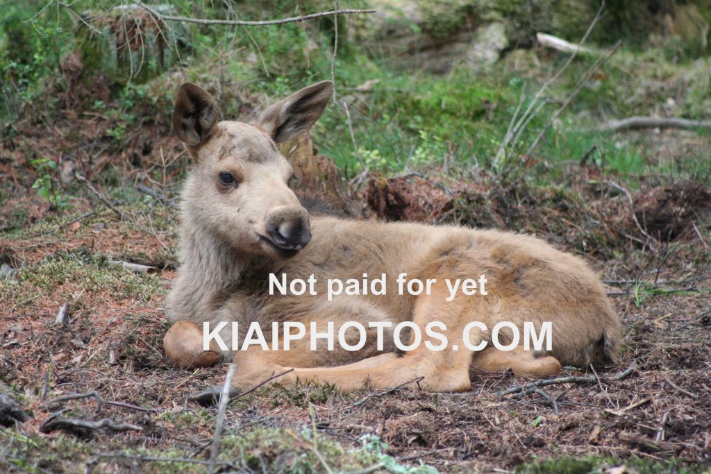 Moose calf lying down in the forest - Sweden