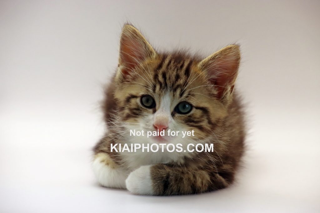 Grey-and-white tabby kitten against a white background