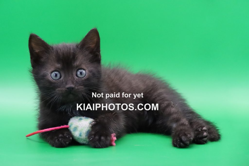 Black kitten with toy against a green background